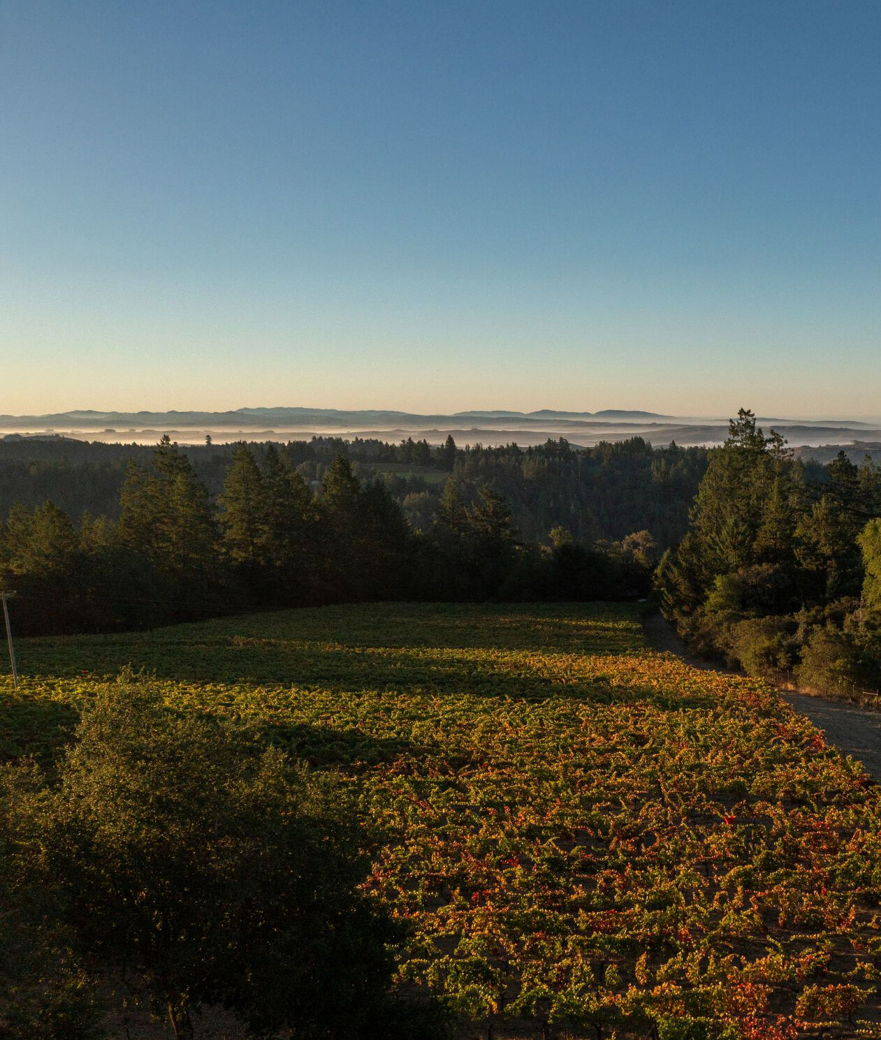 Seascape vineyard